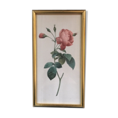 Planche botanique encadrée avec rose