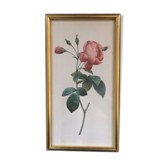 Framed botanical board with rose