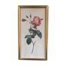 Framed botanical board with rose