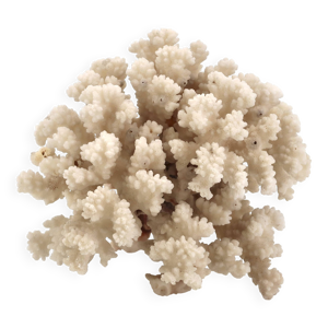 Grand corail blanc, années