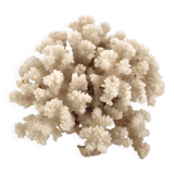 Large white coral, 1970s