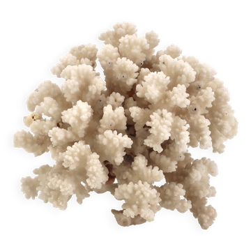 Large white coral, 1970s