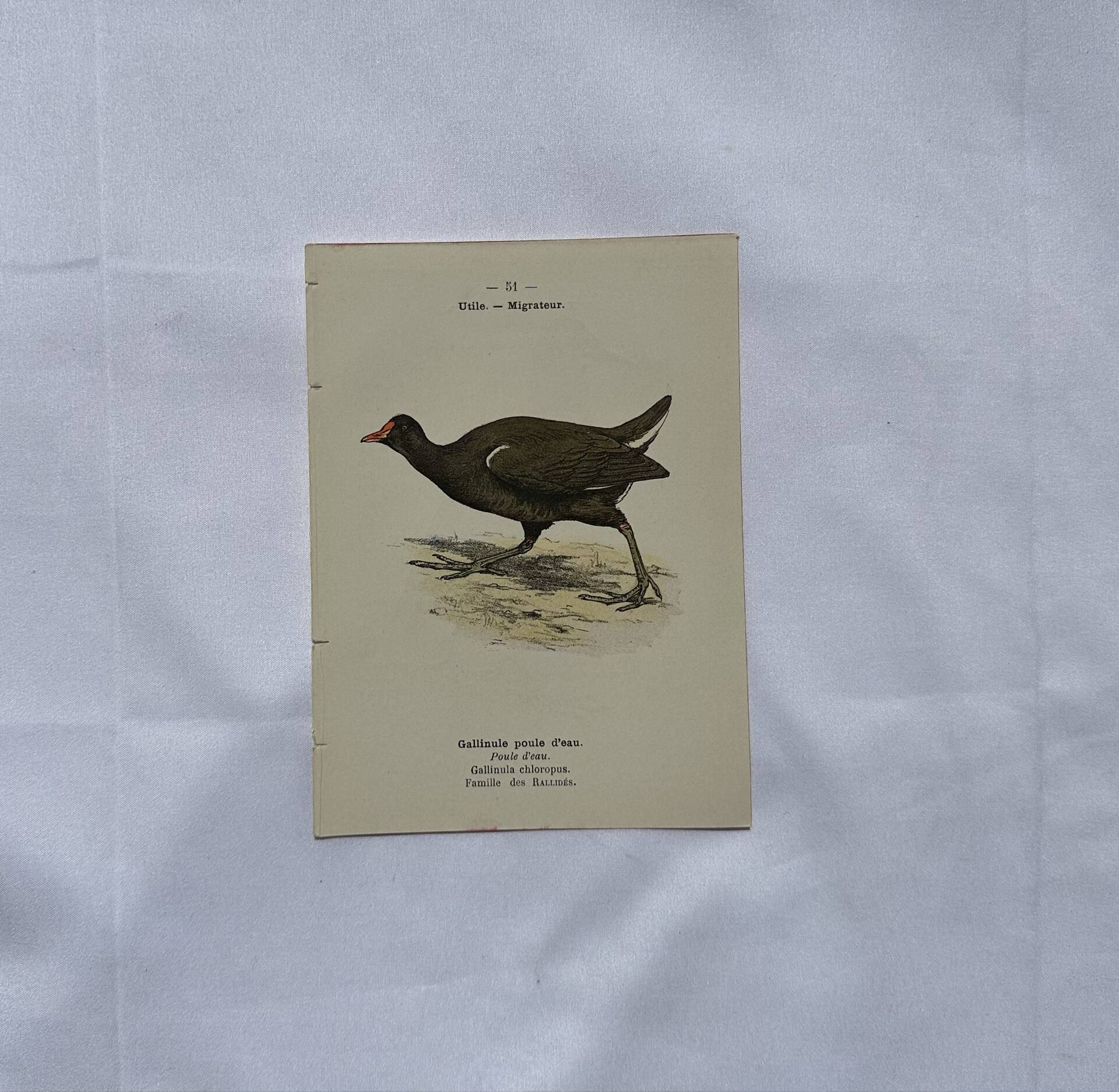 🐦 Botanical Plate Engraving of Birds Naturalist 19th Century Double-Sided A