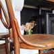 4 chaises Thonet modèle 20