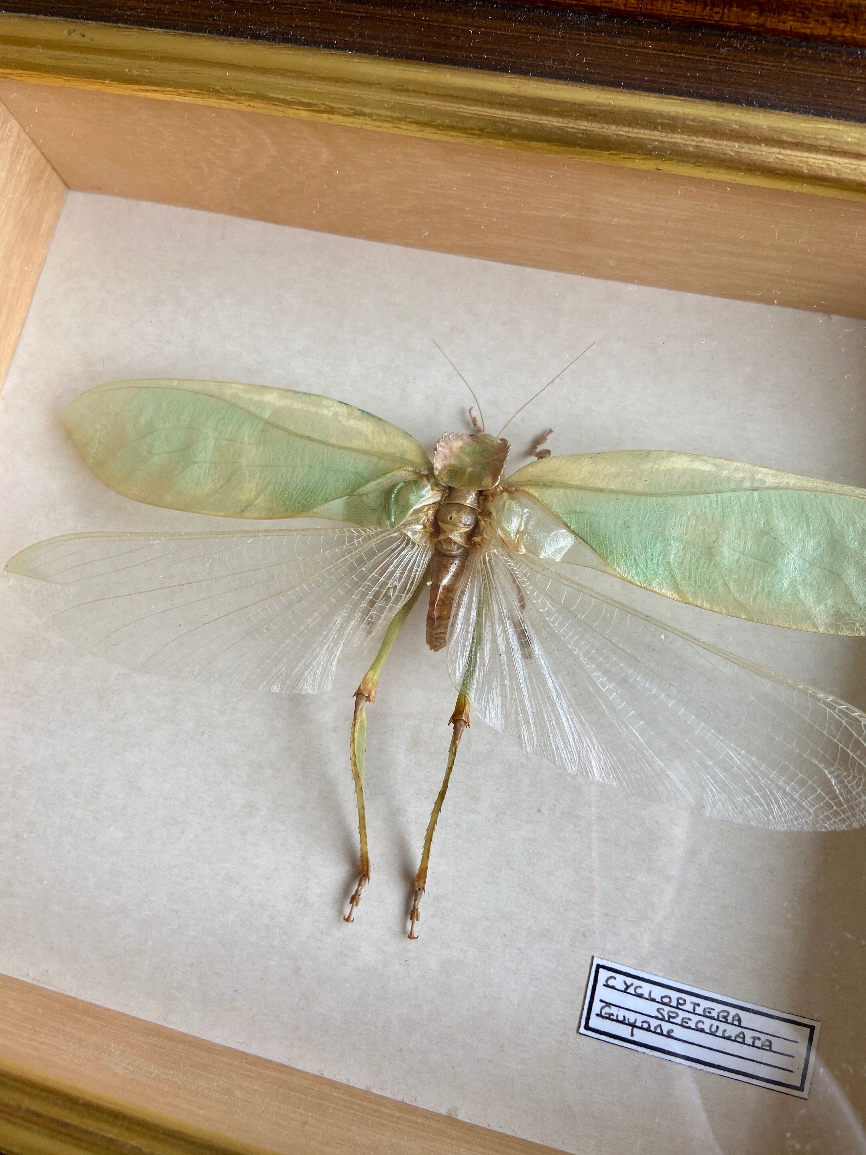 Insecte encadré - Cycloptera Speculata de Guyane