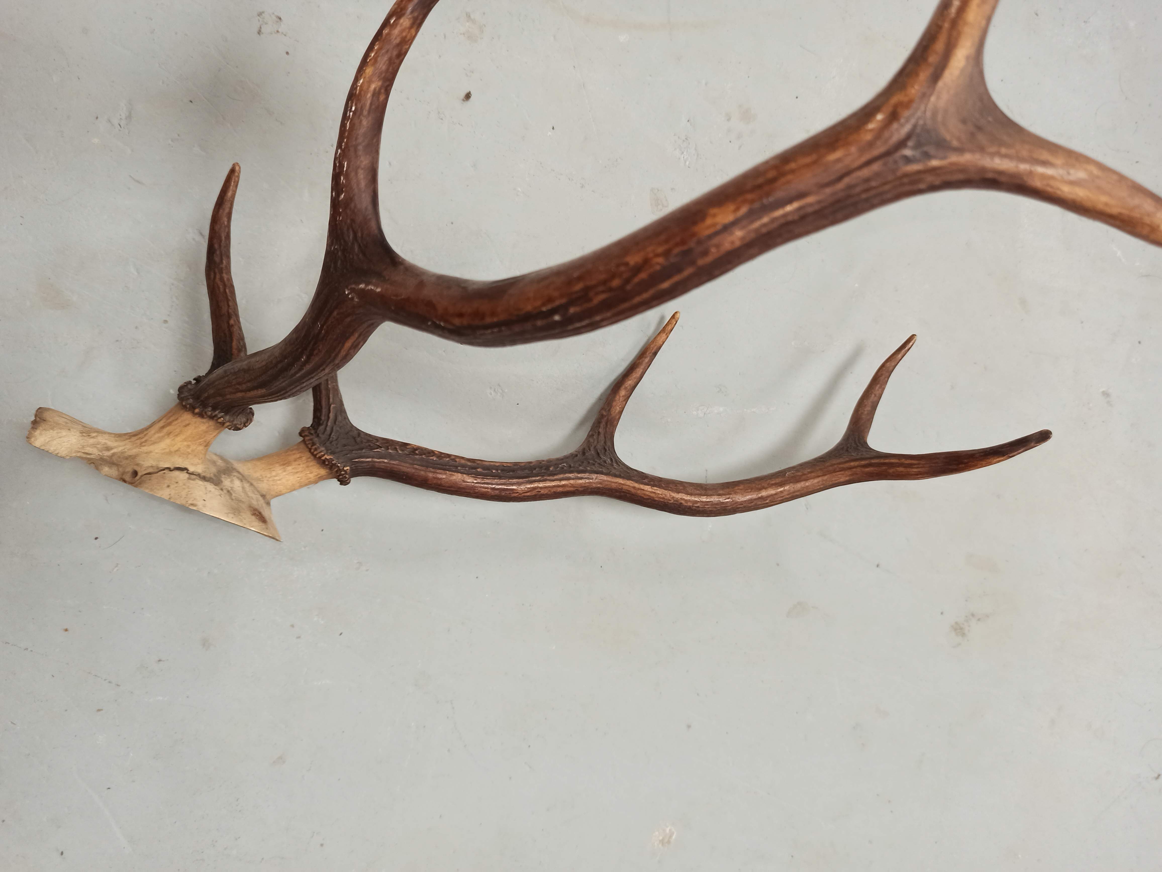 Trophée de chasse corne Cerf crâne