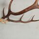 Trophée de chasse corne Cerf crâne