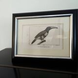 Small bird engraving from 1830 - Le Grigri - ornithological plate