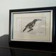 Small bird engraving from 1830 - Le Grigri - ornithological plate
