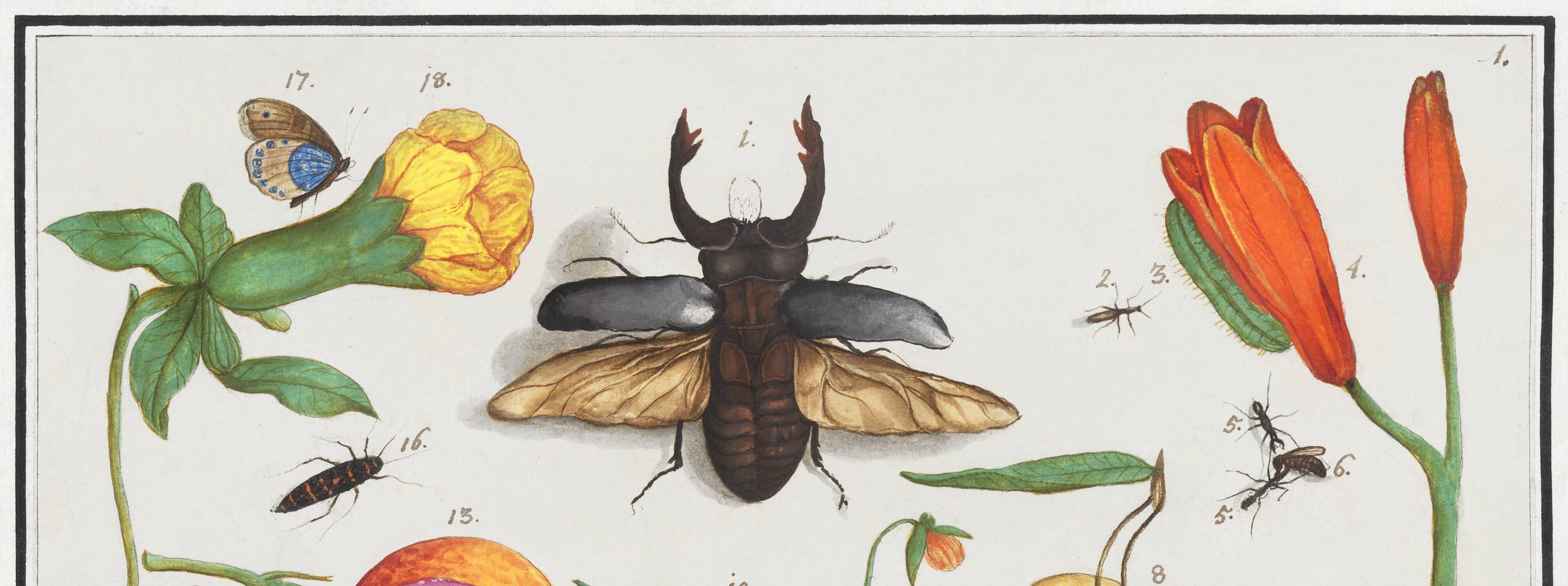 Small poster on "insects and flowers", after an old engraving by