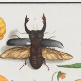 Small poster on "insects and flowers", after an old engraving by