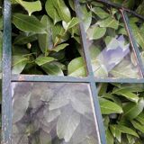 Industrial arched metal windows L73xH110 19th century glass roof