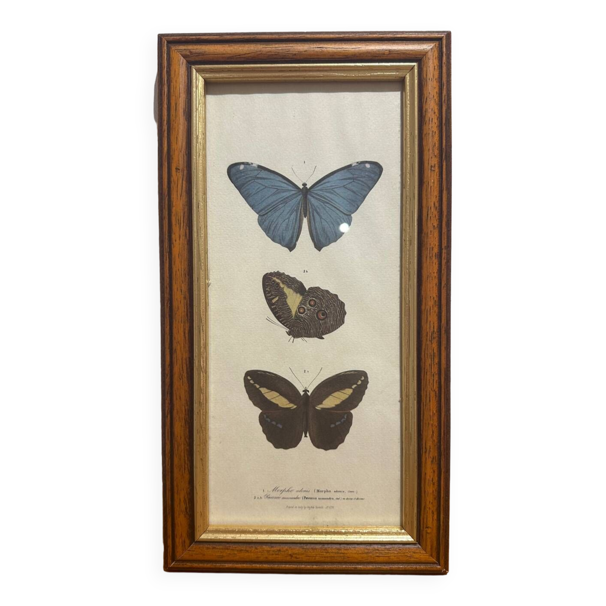Butterflies lithograph frame