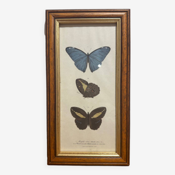 Butterflies lithograph frame