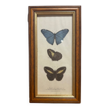 Butterflies lithograph frame