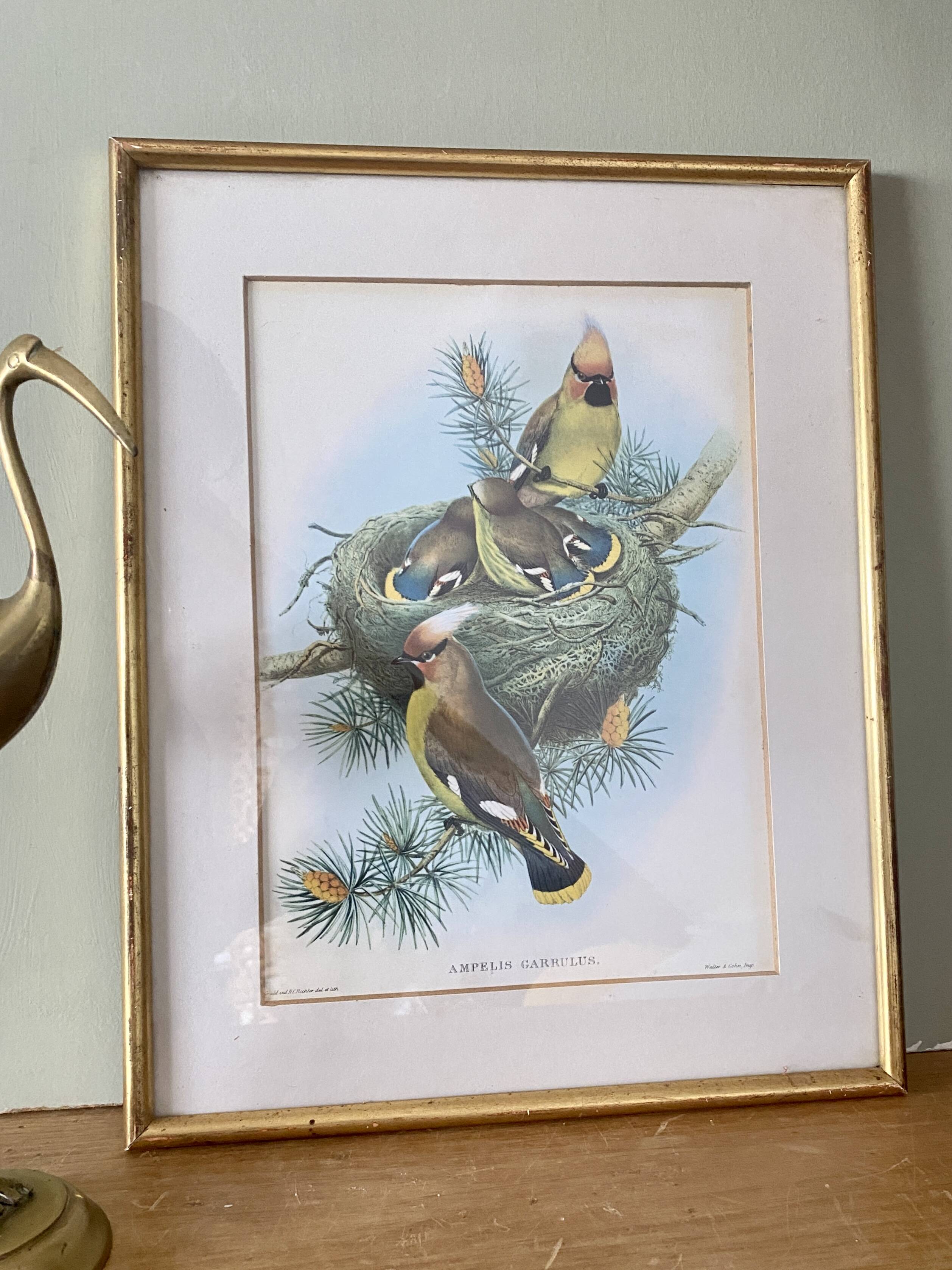 Old bird poster frame