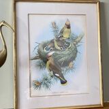 Old bird poster frame