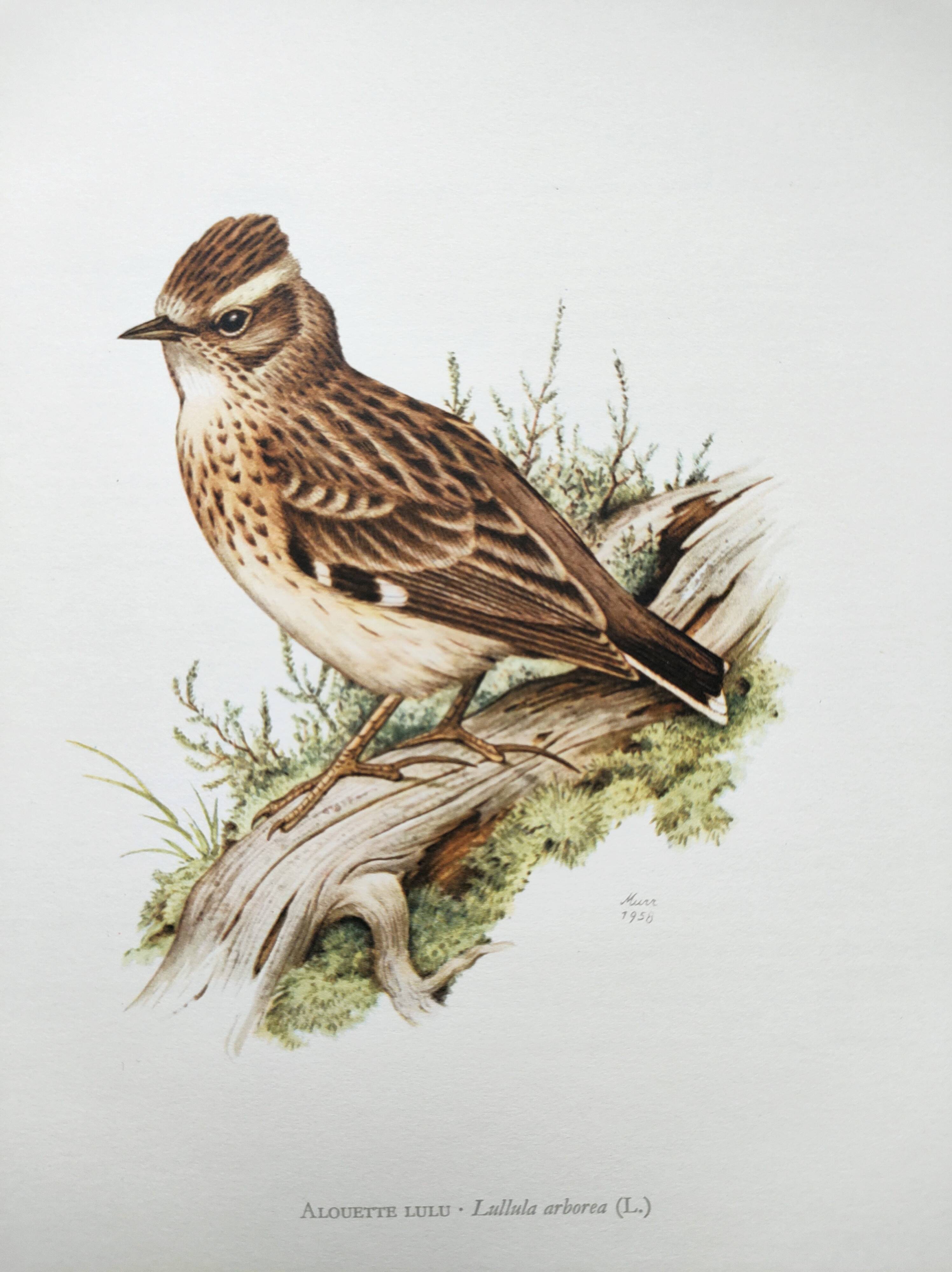 Old vintage bird board from the 60s 🐦 Alouette Lulu 🦜 Ornithological illustration