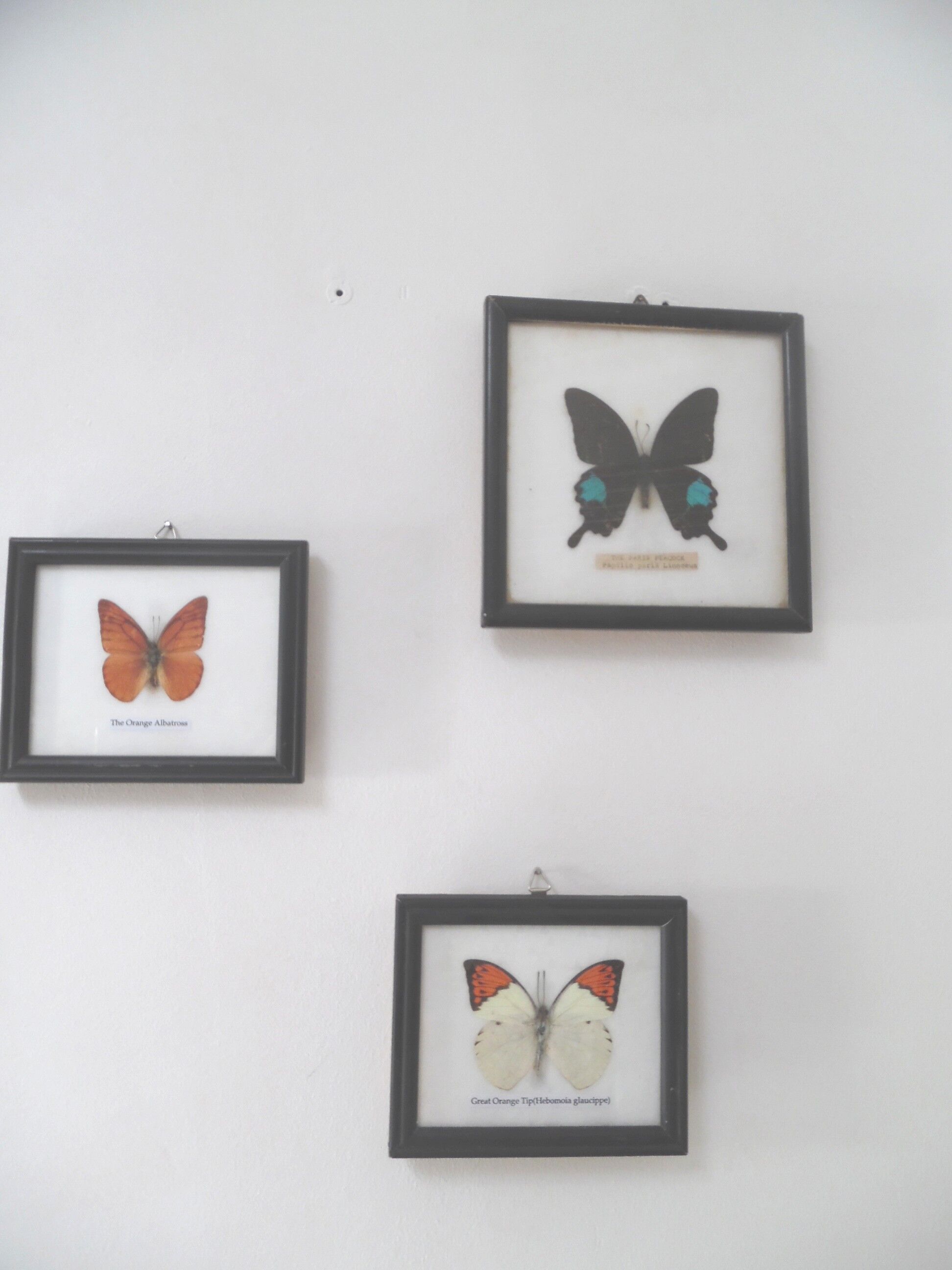 Frames mounted butterflies