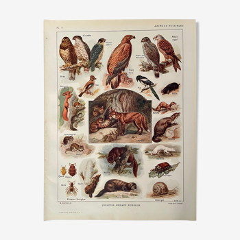 Lithograph on useful animals from 1911