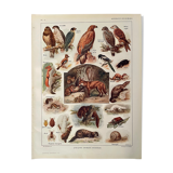 Lithograph on useful animals from 1911