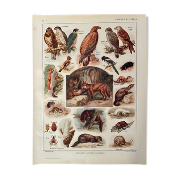Lithograph on useful animals from 1911