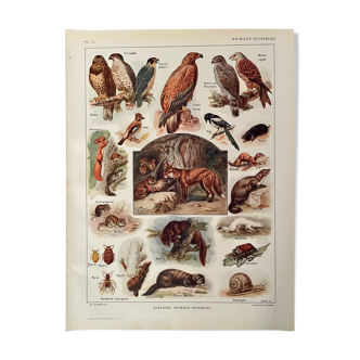 Lithographie sur les animaux utiles de 1911