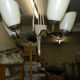 Chandelier 5 tulips 1940 50 brass
