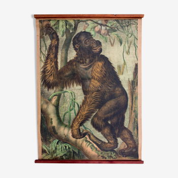 Displays educational orang utan 1897