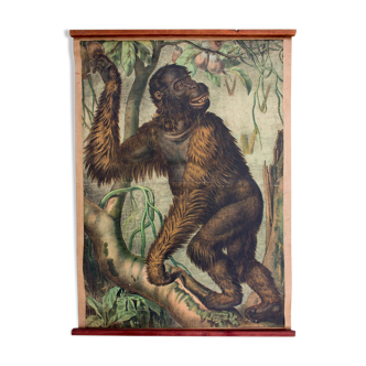 Displays educational orang utan 1897