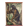 Affiche pédagogique orang outan 1897