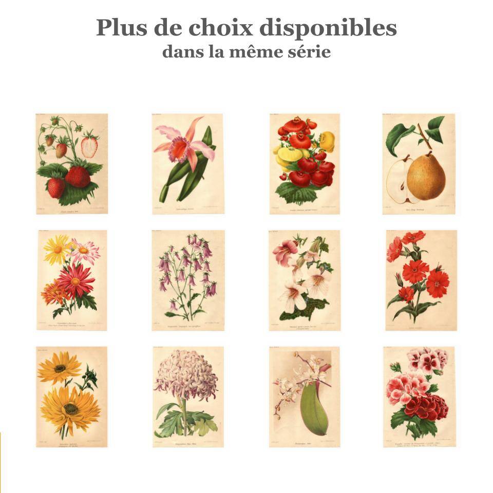 Botanical Engraving 1911 - Phalaenopsis Orchid by Millot - Vintage Flower