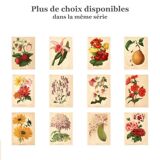 Botanical Engraving 1911 - Phalaenopsis Orchid by Millot - Vintage Flower