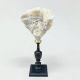 Natural white coral on a black wood base curiosity cabinet.