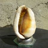 Shell lamp.