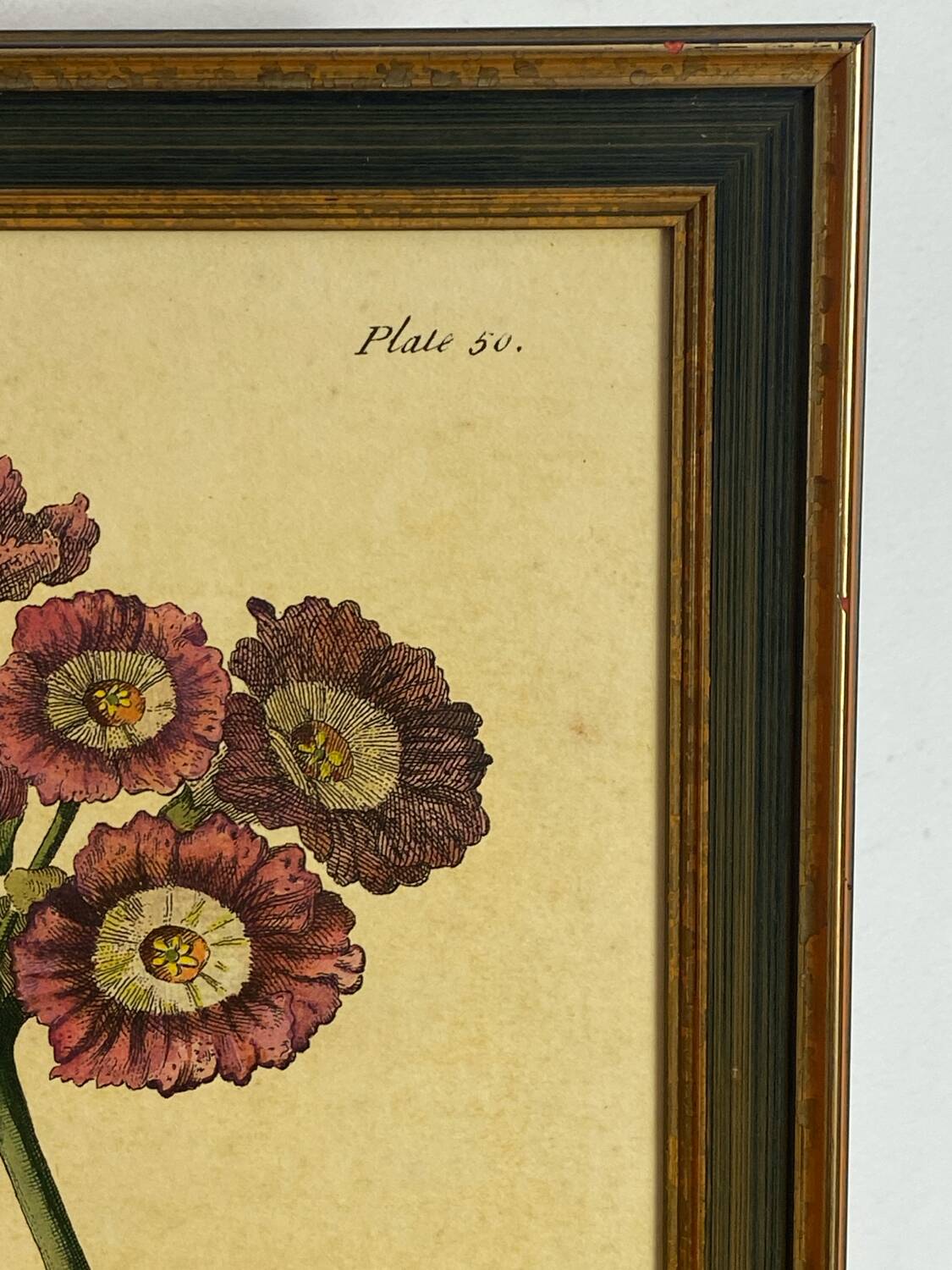 Botanical poster Auricula, after J.Duke