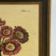 Botanical poster Auricula, after J.Duke
