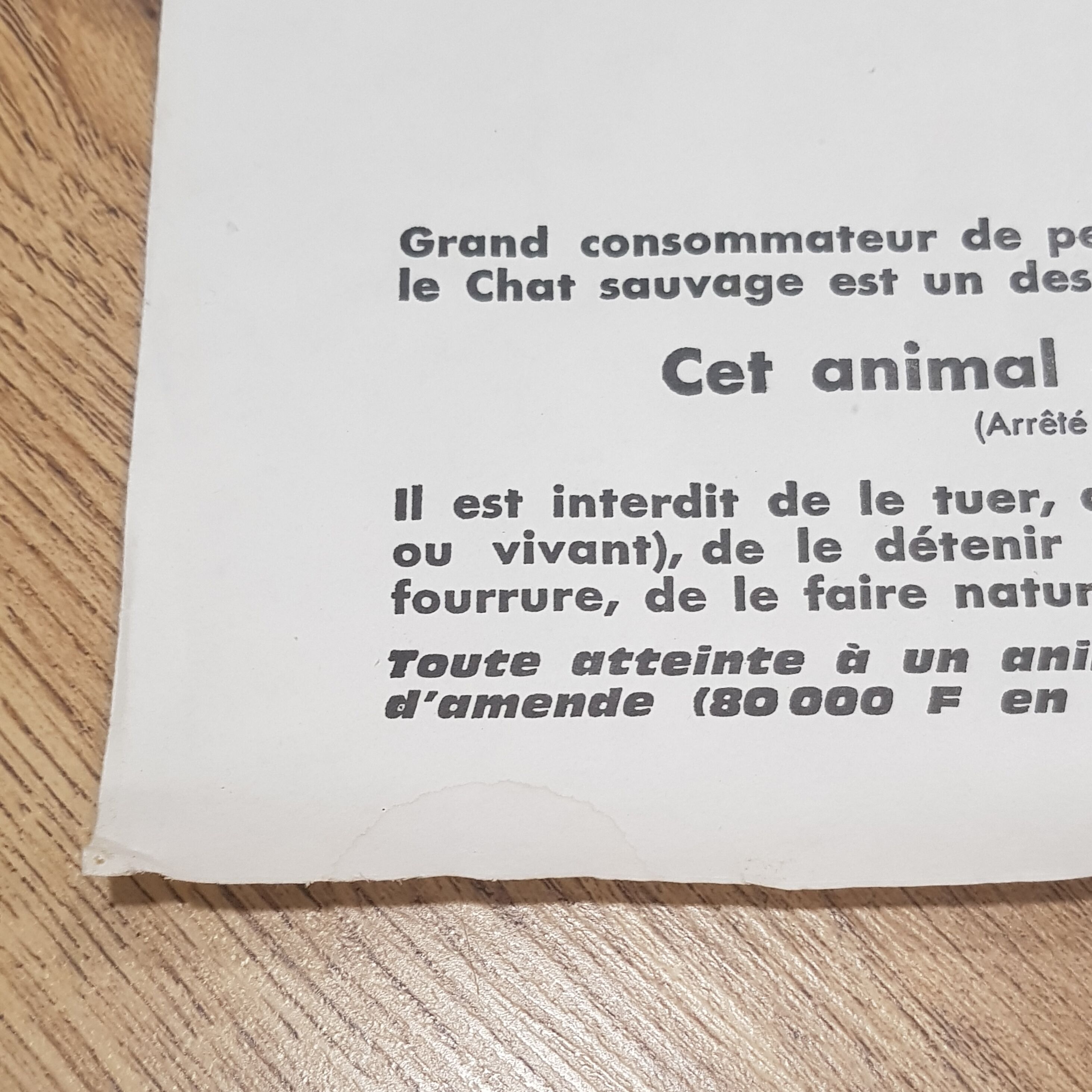 70's wild cat protection poster
