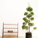 Scandinavian ladder shelves in teak and iron, Italy 50s