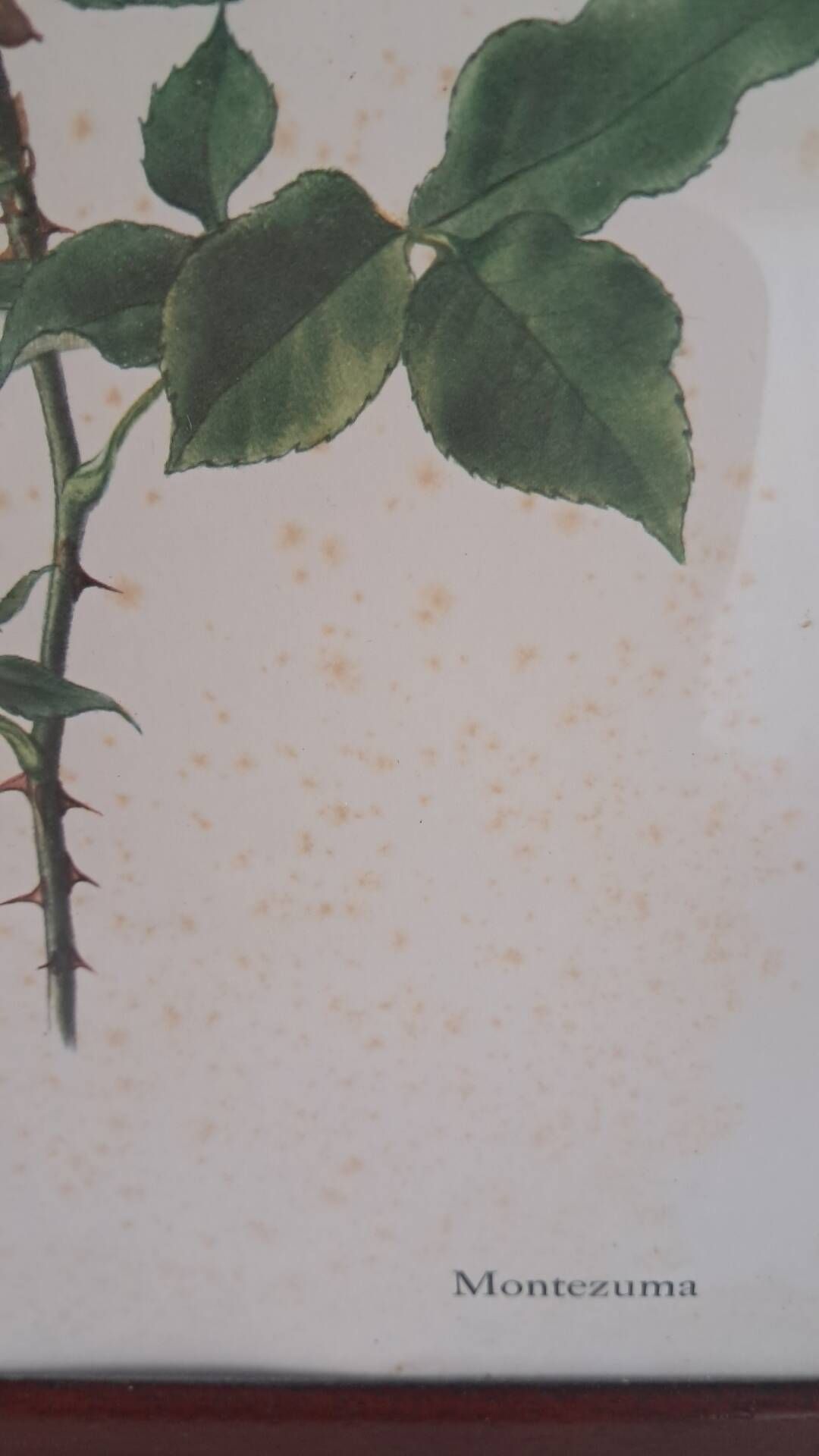Framed botanical print — Montezuma Rose by Lotte Günthart, 1976