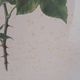 Framed botanical print — Montezuma Rose by Lotte Günthart, 1976