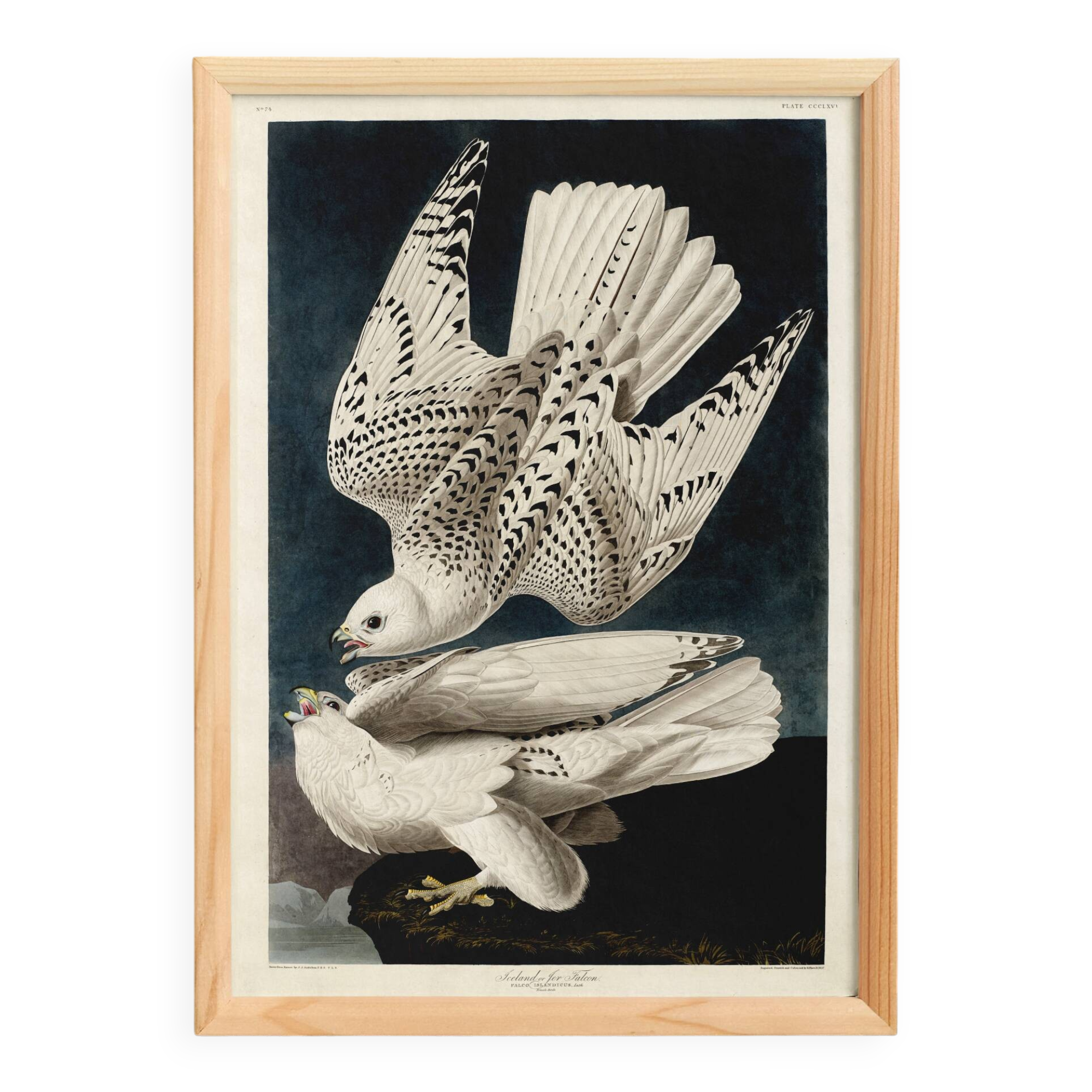 Affiche sur le Faucon gerfaut, d’après une gravure ancienne de 1827.