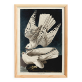 Affiche sur le Faucon gerfaut, d’après une gravure ancienne de 1827.