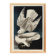 Poster about the Gyrfalcon, based on an old engraving from 1827.