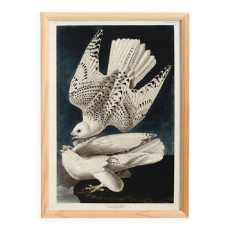 Poster about the Gyrfalcon, based on an old engraving from 1827.