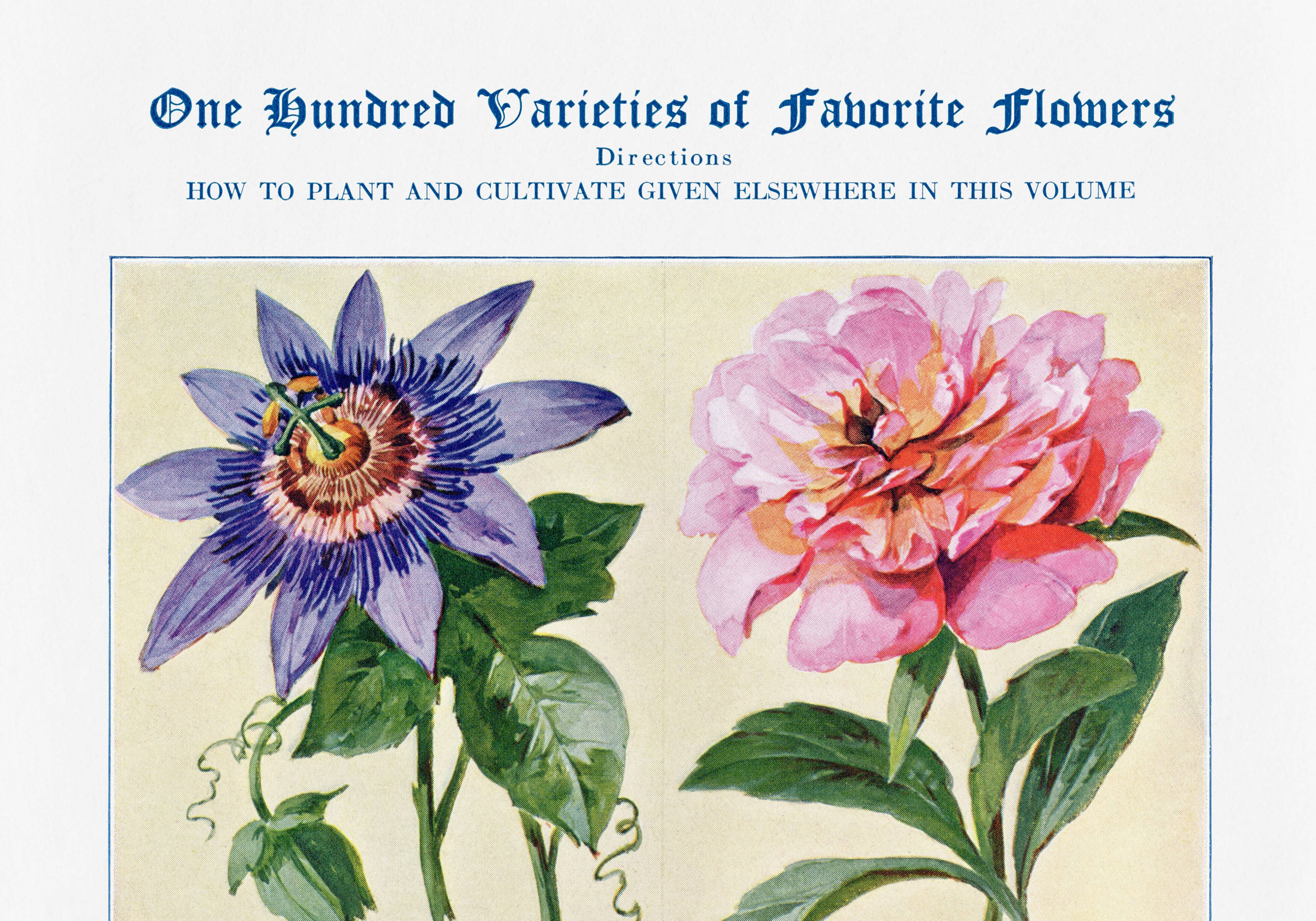 Poster featuring passionflower, peony, petunia and phlox
