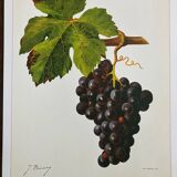 Rare vine botanical board