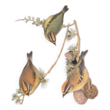 lithograph Rugulus Ignicapillus