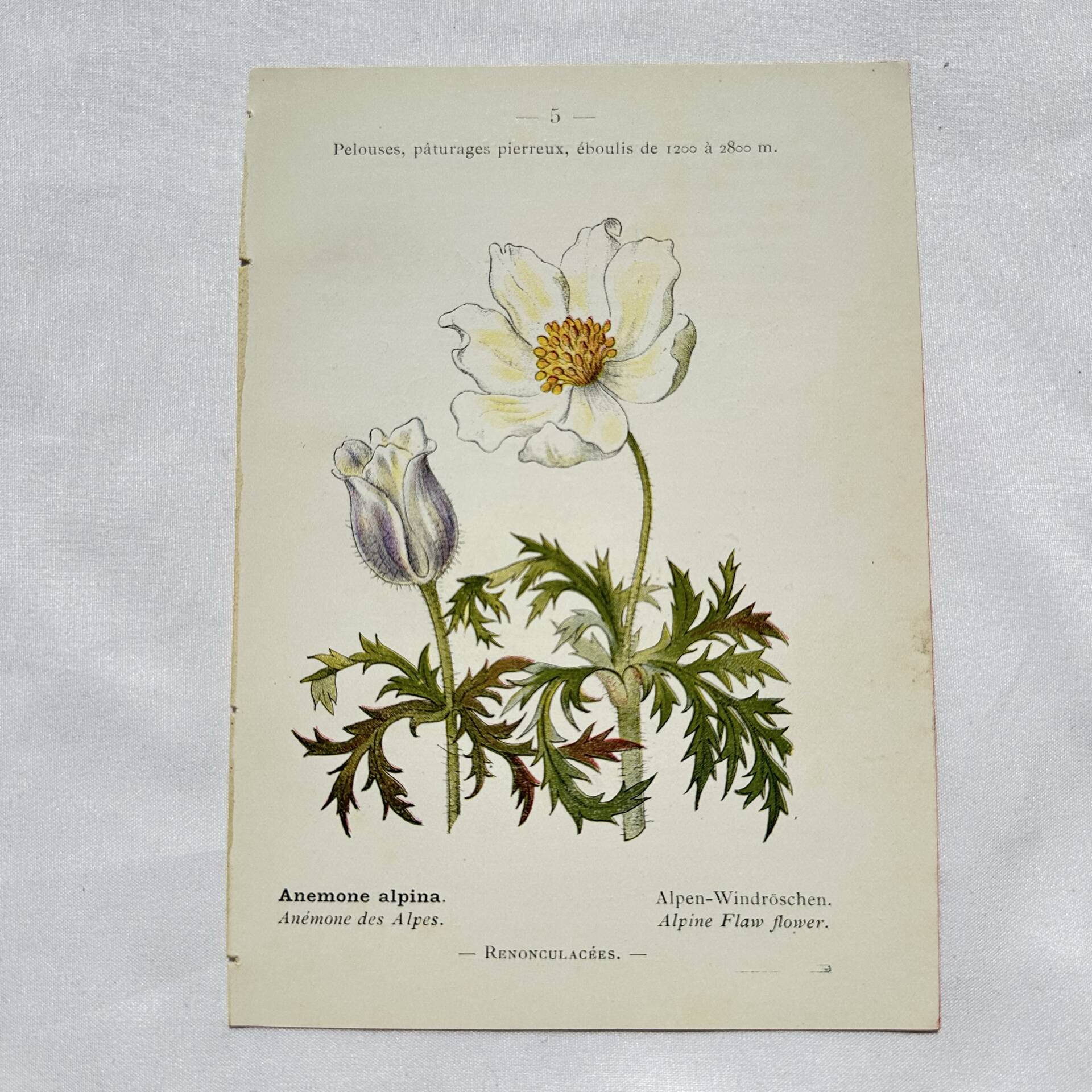 Old botanical engraving from the 19th century – Coloured botanical plates