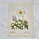 Old botanical engraving from the 19th century – Coloured botanical plates